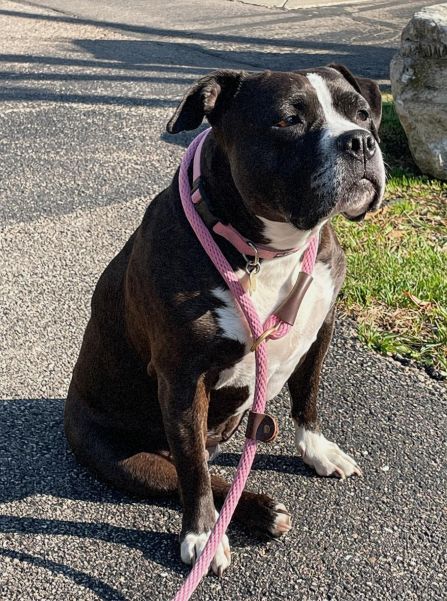 pittie tri 2.jpg